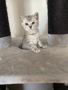 British Shorthair Kitten zu verkaufen 