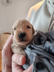 Wunderschöne Goldendoodle-Welpen