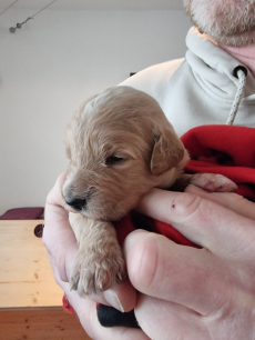 Wunderschöne Goldendoodle-Welpen