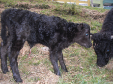 Fleisch vom Dexterrind