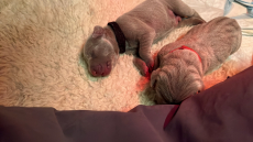 Weimaraner-Welpen– Hurra wir sind da