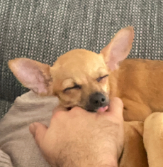 Chihuahua Welpin 