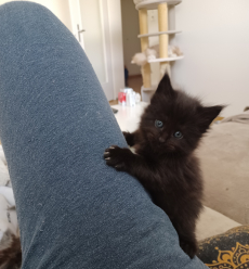 Main Coon Kitten