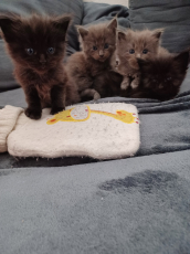 Main Coon Kitten