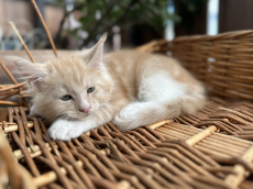 Maine Coon Kitten mit Stammbaum 