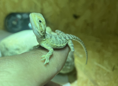 Zwergbartagamen - Pogona henrylawsoni 17.09.23