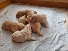 LABRADOODLE von der Goldbach Ranch