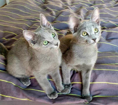 Russisch blau Katze kitten