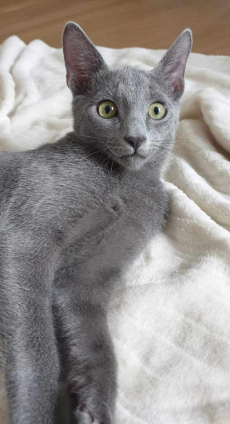 Russisch blau Katze kitten