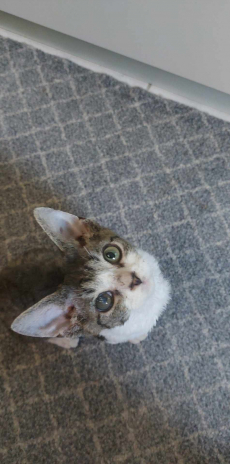 Devon Rex Reinrassigen  katze kitten chat