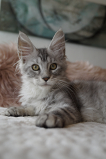 Maine Coon Kitten zu verkaufen