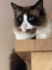 Wunderschöner Ragdoll Deckkater