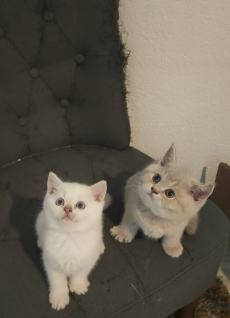 BKH Kitten zwei jungs