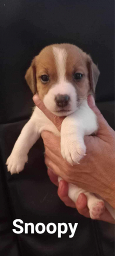 Welpen Jack Russell Terrier