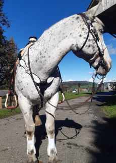 Lady Light Wade Buckaroo Saddle