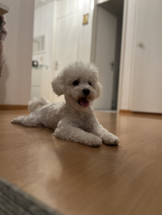 Süsse Bichon Frise 