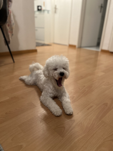 Süsse Bichon Frise 