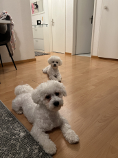 Süsse Bichon Frise 