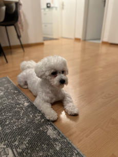 Süsse Bichon Frise 