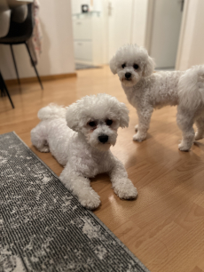 Süsse Bichon Frise 