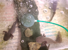 Axolotl m/w copper/leucist/wild 19-27cm