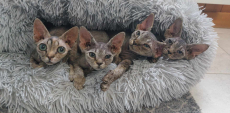 Devon Rex Reinrassige kater katze kitten chat