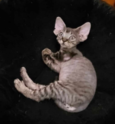 Devon Rex Reinrassige kater katze kitten chat