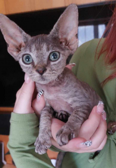 Devon Rex Reinrassige kater katze kitten chat