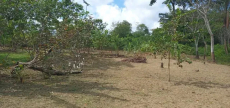 Brasilien 50 Ha grosses Tiefpreis-Grundstück bei Careiro Castanho