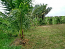 Brasilien 50 Ha grosses Tiefpreis-Grundstück bei Careiro Castanho