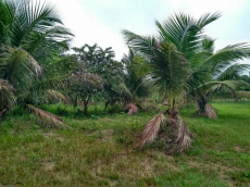 Brasilien 50 Ha grosses Tiefpreis-Grundstück bei Careiro Castanho