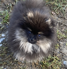 Toller Pomeranian / Zwergspitz Welpe