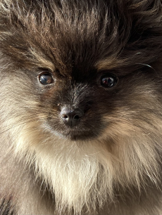 Toller Pomeranian / Zwergspitz Welpe