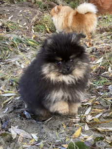 Toller Pomeranian / Zwergspitz Welpe