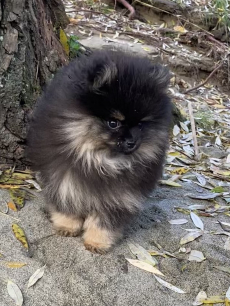 Toller Pomeranian / Zwergspitz Welpe