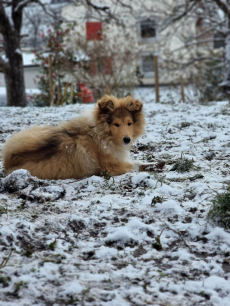 Collie welpe mit Stambaum