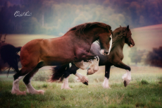 Workshop Einführung in die Pferdefotografie 