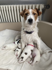 Jack Russell Terrier Welpen, rau