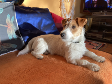 Jack Russell Terrier Welpen, rau