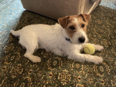 Jack Russell Terrier Welpen, rau