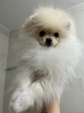 Pomeranian Welpe