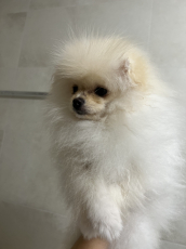 Pomeranian Welpe