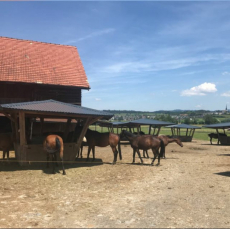 Offenstallplätze mit Weidegang 