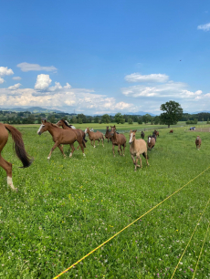 Offenstallplätze mit Weidegang 