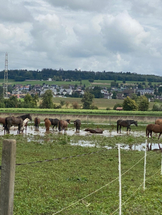 Offenstallplätze mit Weidegang 