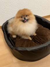 Pomeranian