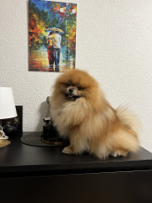 Pomeranian