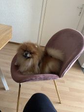 Pomeranian