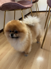 Pomeranian