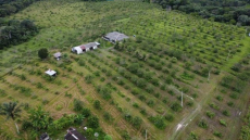 Brasilien 34 Ha grosse Orangenfarm Region Manaus AM
